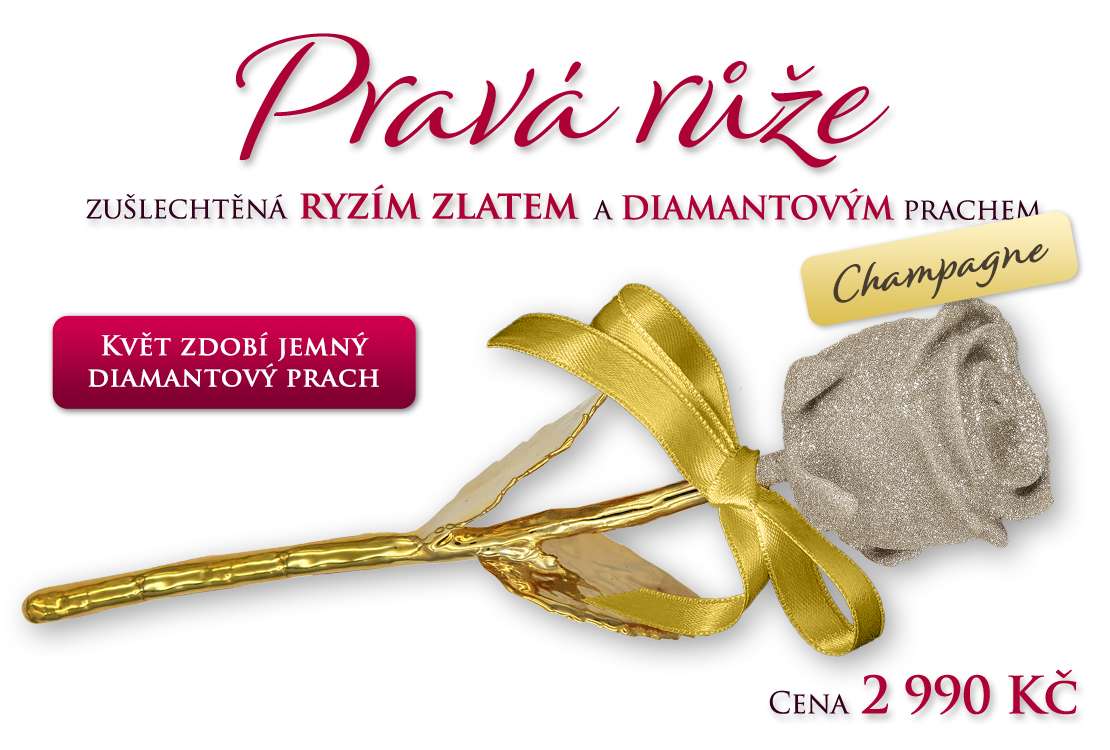 Pravá čajová růže Champagne